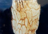 brown root